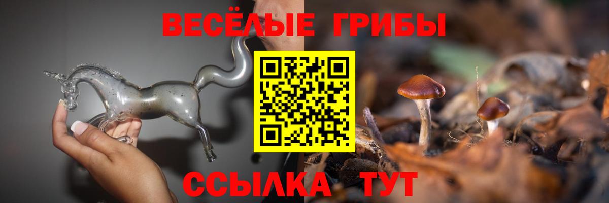 Псилоцибиновые грибы Psilocybine cubensis Железногорск